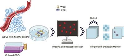 Interpretatively automated identification of circulating tumor cells from human peripheral blood with high performance